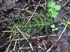 Equisetum pratense