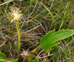 Ranunculus victoriensis