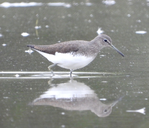 Tringa ochropus observed 2026-10-25