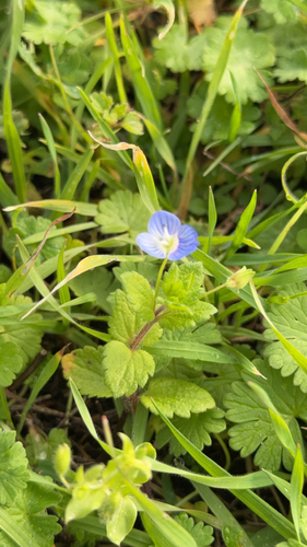 Veronica persica observed 2026-10-27