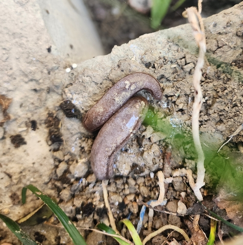 Philomycus observed 2026-10-27
