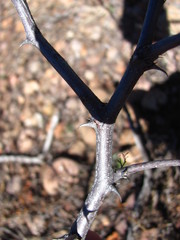 Mimosa aculeaticarpa biuncifera