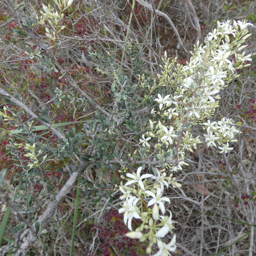 Bursaria spinosa observed 2026-10-26