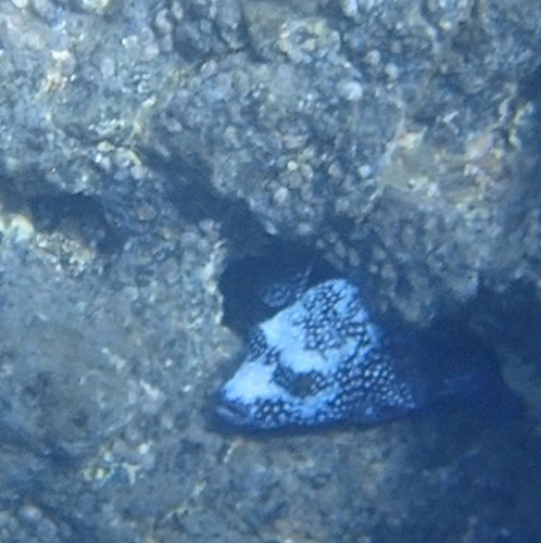 Arothron meleagris observed 2026-10-25