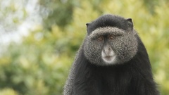 Cercopithecus mitis stuhlmanni