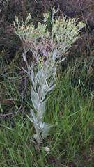 Senecio gunnii