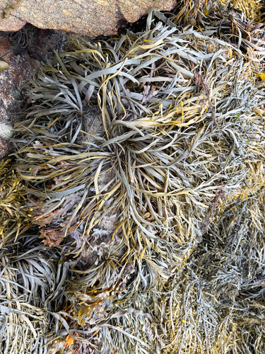 Ascophyllum nodosum observed 2026-10-26