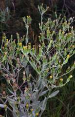 Senecio gunnii