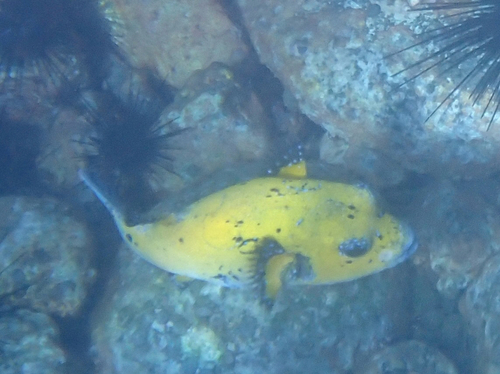 Arothron meleagris observed 2026-10-25