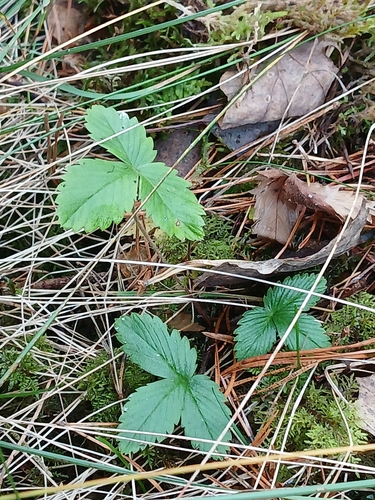 Fragaria observed 2026-10-27