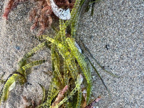 Chaetomorpha coliformis observed 2026-10-27