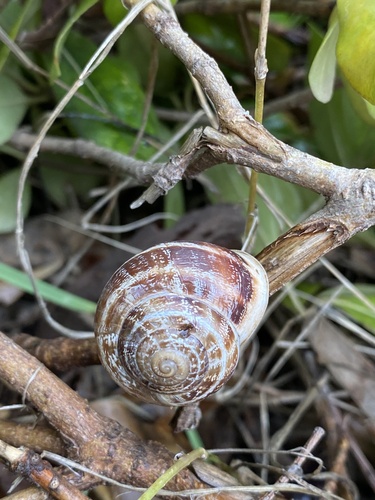 Eobania vermiculata, 2026-10-27
