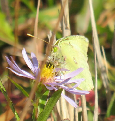 Clouded Sulphur