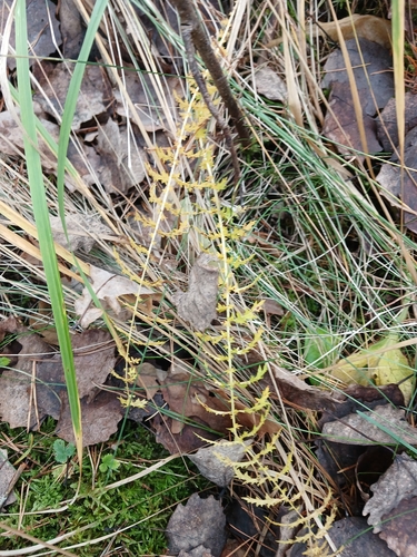 Filipendula vulgaris, 2026-10-27