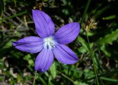 Wahlenbergia ceracea