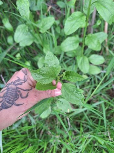 Baccharis douglasii, 2026-10-26