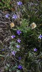 Wahlenbergia ceracea