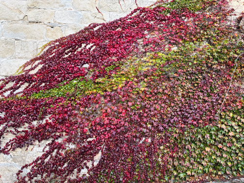 Parthenocissus, 2026-10-27
