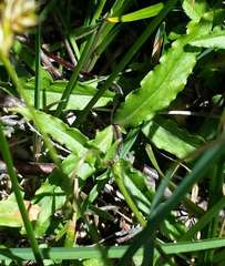 Wahlenbergia ceracea