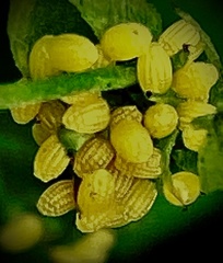 Heliconius charithonia