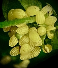 Heliconius charithonia