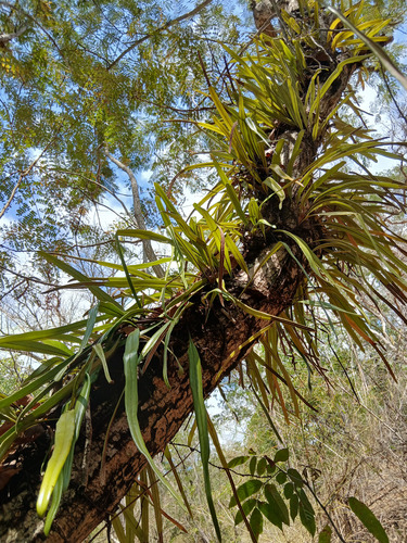 Pyrrosia longifolia observed 2026-10-25