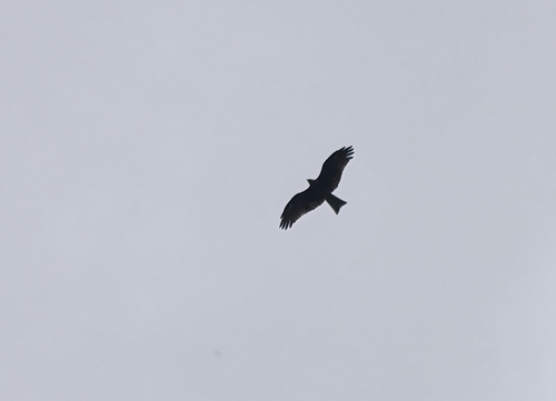 Milvus migrans, 2026-10-27
