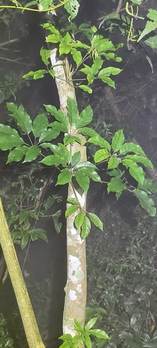 Schefflera observed 2026-10-27