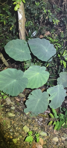 Colocasia esculenta observed 2026-10-27
