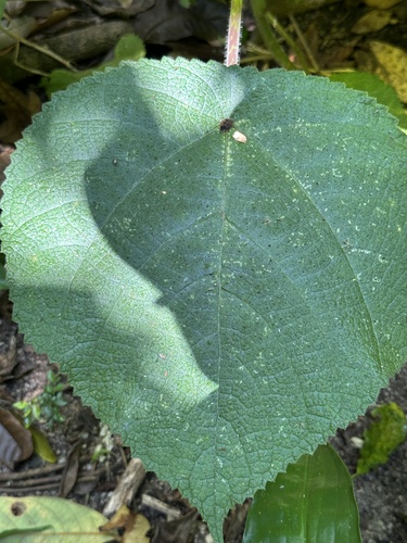 Dendrocnide observed 2026-10-26