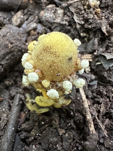 Balanophora fungosa observed 2026-10-26