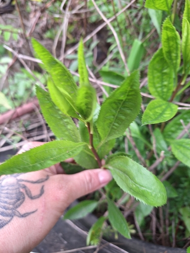 Baccharis douglasii, 2026-10-26