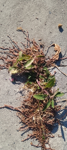 Verbena bonariensis observed 2026-10-27