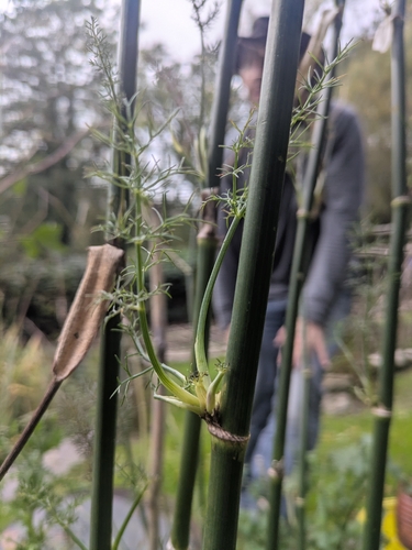 Foeniculum vulgare observed 2026-10-27