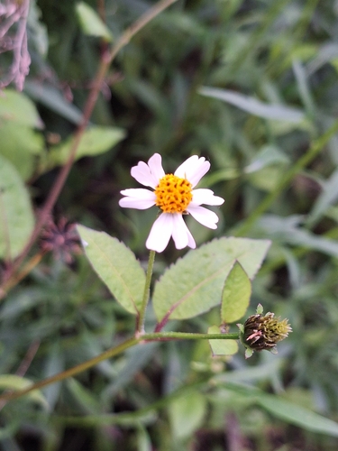 Bidens pilosa observed 2026-10-26