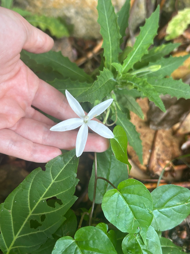 Hippobroma longiflora observed 2026-10-26