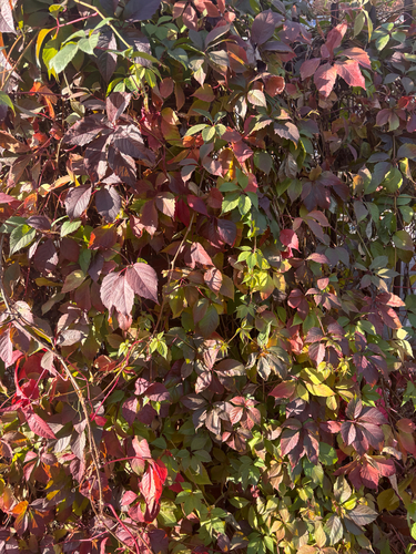 Parthenocissus, 2026-10-27