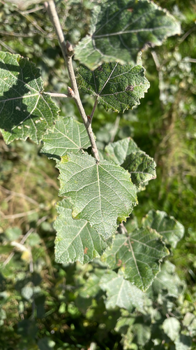 Populus alba, 2026-10-27