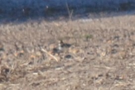 Charadrius dubius observed 2026-10-26
