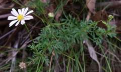 Brachyscome multifida dilatata