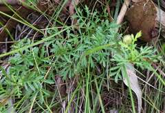 Brachyscome multifida dilatata