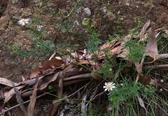 Brachyscome multifida dilatata