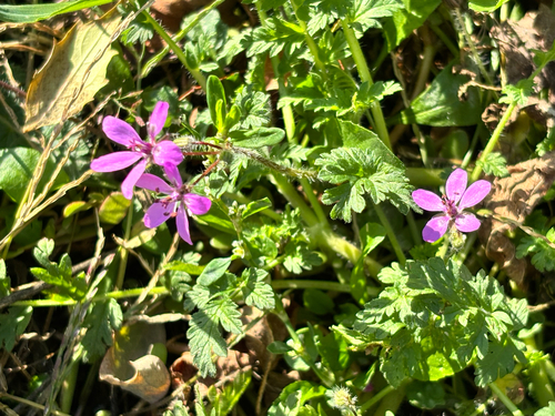 Erodium cicutarium observed 2026-10-27