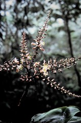 Cordyline cannifolia