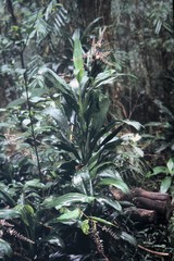 Cordyline cannifolia