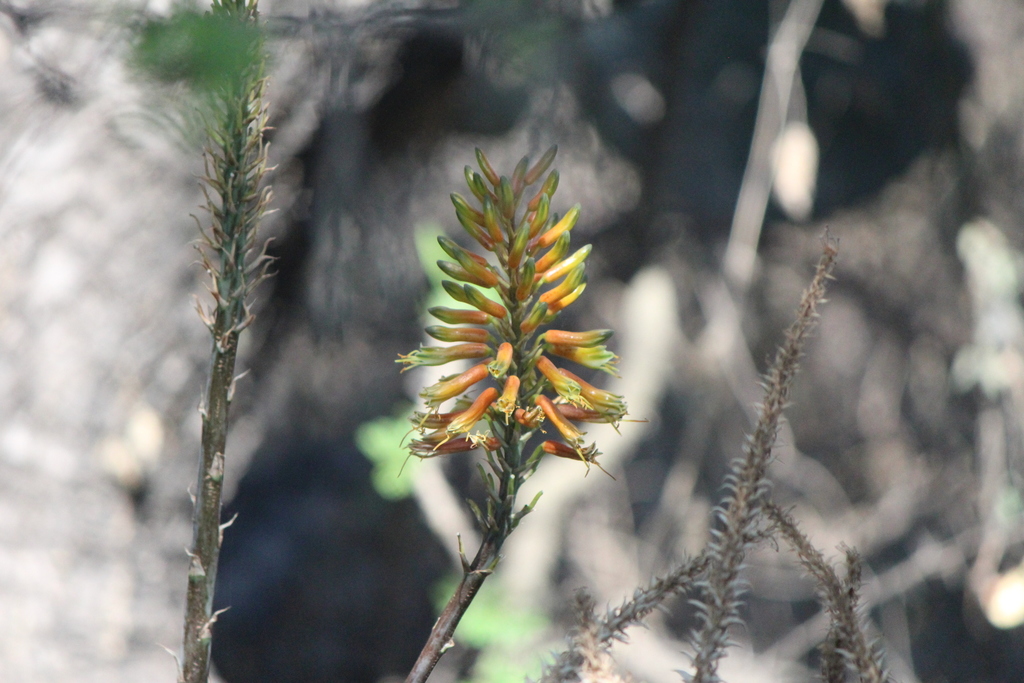 Aloe officinalis — a medium houseplant