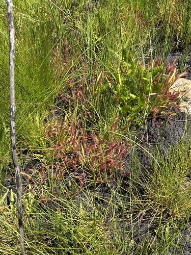 Drosera observed 2026-10-27