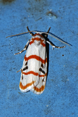 Cyana quadrinotata