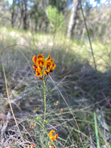 Dillwynia cinerascens, 2026-10-23