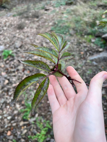 Sambucus racemosa observed 2026-10-27